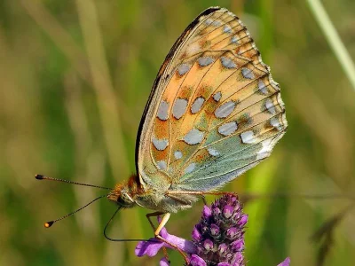 Argynnis (Speyeria) aglaja