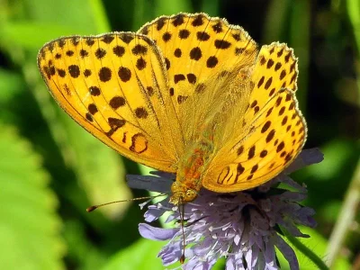 Argynnis (Argyronome) laodice