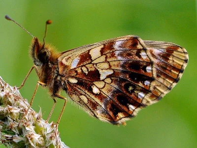 Boloria (Clossiana) dia