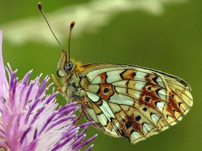 Boloria (Clossiana) selene