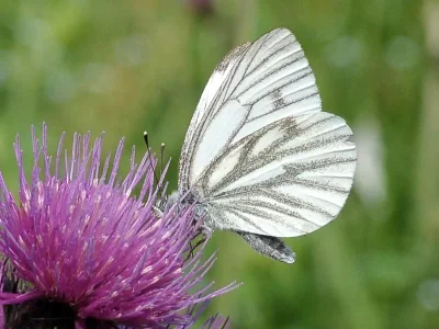Pieris (Artogeia) napi
