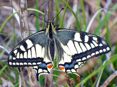 Papilio (Papilio) machaon
