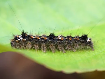 Eilema (Wittia) sororcula