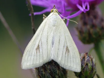 Sitochroa palealis