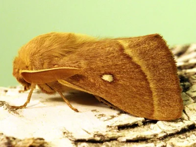 Lasiocampa (Pachygastria) trifolii