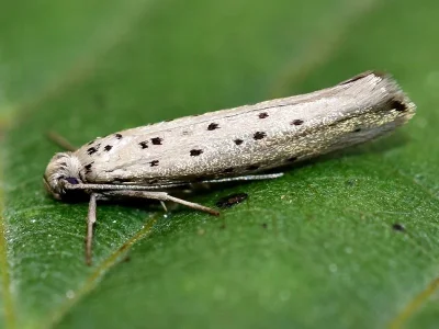 Yponomeuta sedella