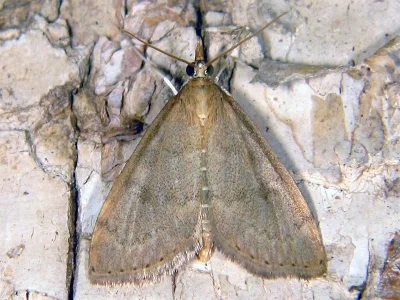 Udea accolalis
