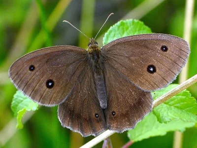 Minois dryas