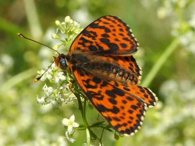 Melitaea didyma