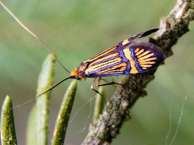 Nemophora congruella