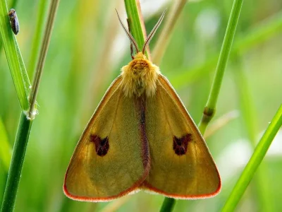 Diacrisia sannio