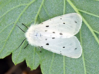 Diaphora mendica