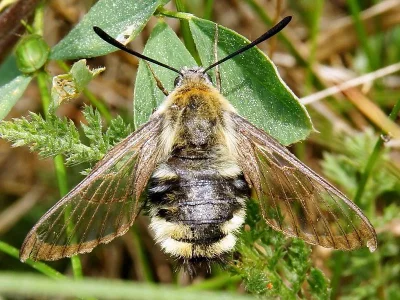 Hemaris (Eitschbergera) tityus