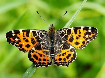 Araschnia levana