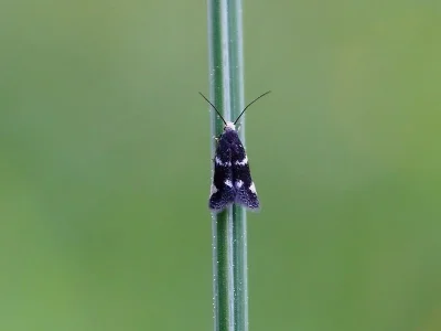 Elachista (Elachista) albifrontella