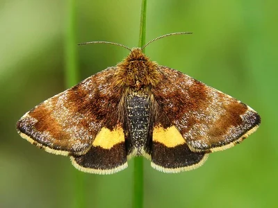 Panemeria tenebrata