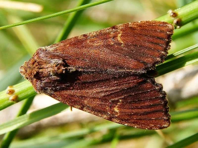 Apamea (Apamea) crenata