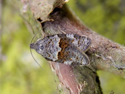 Syndemis musculana