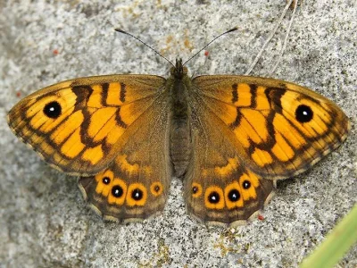 Lasiommata megera