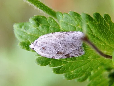 Acleris kochiella