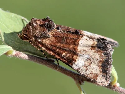 Mesoligia furuncula