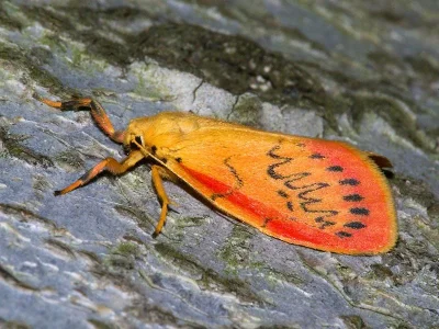 Miltochrista miniata