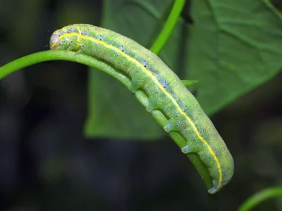 Lacanobia (Diataraxia) oleracea