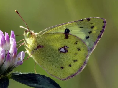 Colias hyale