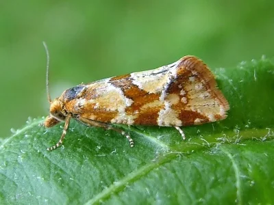 Aethes hartmanniana