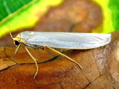 Eilema (Eilema) caniola
