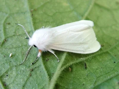 Hyphantria cunea