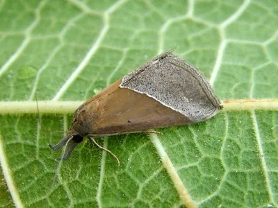 Hypena (Ophiuche) lividalis