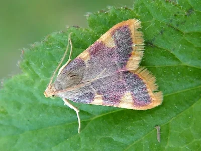 Hypsopygia costalis