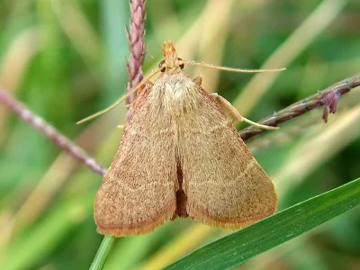 Hypsopygia incarnatalis
