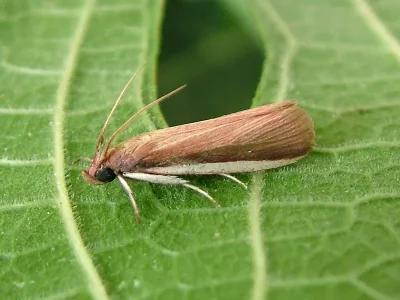 Peoria incarnata
