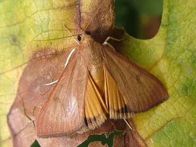 Uresiphita gilvata