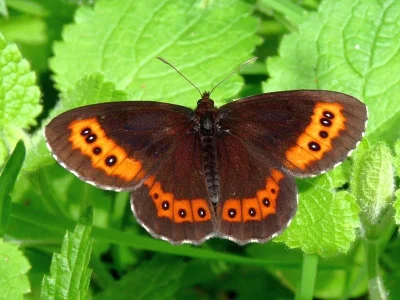 Erebia ligea