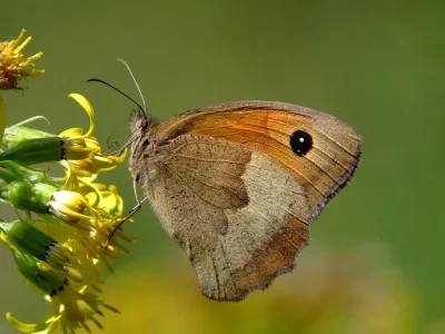 Maniola jurtina