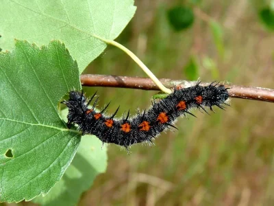 Nymphalis (N.) antiopa