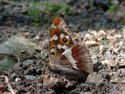 Apatura iris