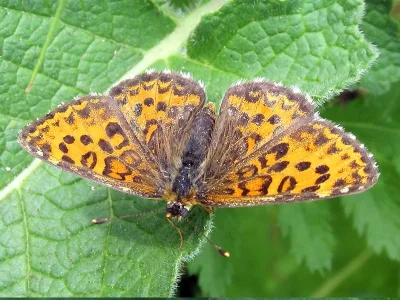 Melitaea trivia