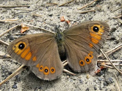 Lasiommata maera