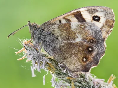 Pararge aegeria
