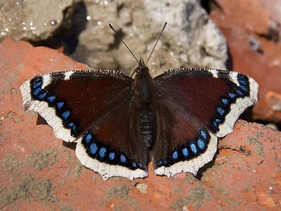 Nymphalis (Nymphalis) antiopa