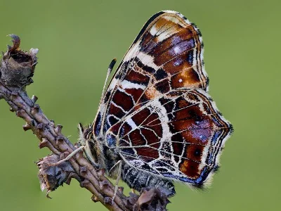 Araschnia levana