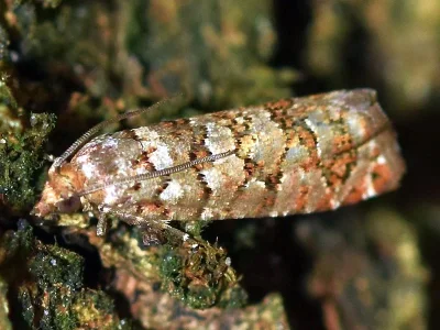Gravitarmata margarotana