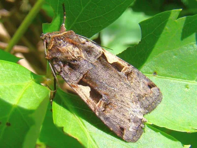 Xestia (Megasema) c-nigrum