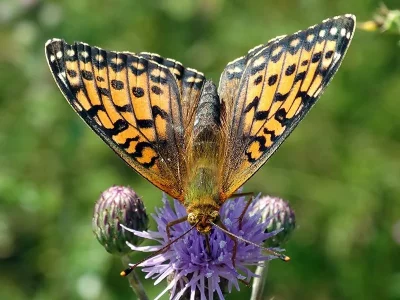 Argynnis (Speyeria) aglaja