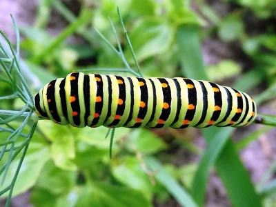 Papilio (Achillides) maackii