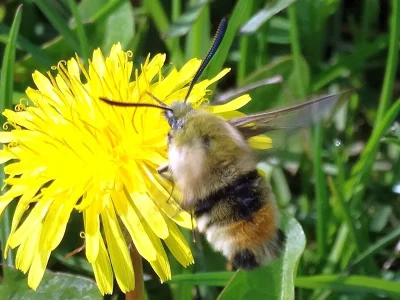 Hemaris (Eitschbergera) tityus